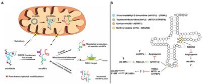 Mitochondrial tRNA-Derived Fragments and Their Contribution to Gene Expression Regulation